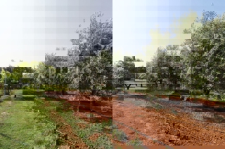 Land - Sale - ISTARSKA - ROVINJ - ROVINJ