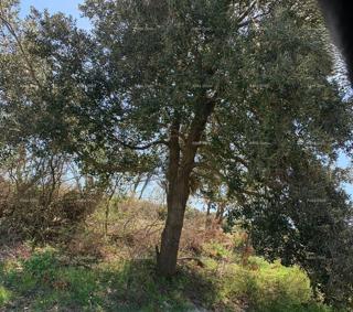 Zemljište - Prodaja - ISTARSKA - MEDULIN - MEDULIN