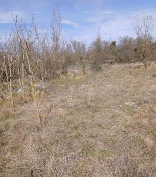 Land - Sale - ISTARSKA - BUJE - BUJE