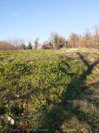 Zemljište - Prodaja - ISTARSKA - BRTONIGLA - BRTONIGLA