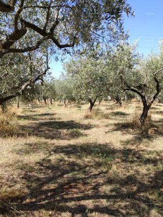 Zemljište - Prodaja - ISTARSKA - PULA - PULA