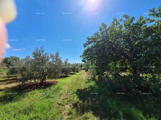 Land - Sale - ISTARSKA - PULA - PULA