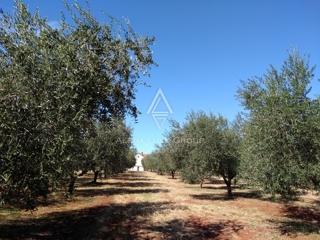 Zemljište - Prodaja - ISTARSKA - UMAG - UMAG