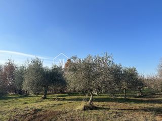 Grundstück - Verkauf - ISTARSKA - UMAG - UMAG