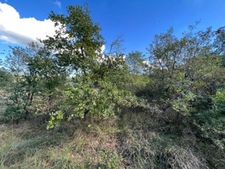 Grundstück - Verkauf - ISTARSKA - BRTONIGLA - BRTONIGLA