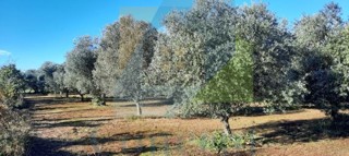 Grundstück - Verkauf - ISTARSKA - POREČ - POREČ