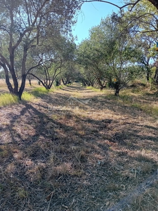 Land - Sale - ZADARSKA - ZEMUNIK DONJI - ZEMUNIK DONJI