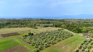 Land - Sale - ISTARSKA - UMAG - UMAG