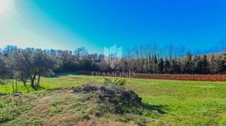 Land - Sale - ISTARSKA - UMAG - UMAG