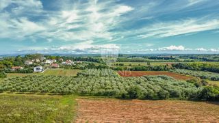 Land - Sale - ISTARSKA - UMAG - UMAG