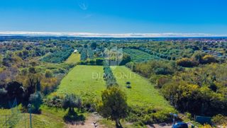 Land - Sale - ISTARSKA - UMAG - UMAG