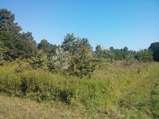 Land - Sale - ISTARSKA - POREČ - ŽBANDAJ
