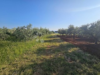 Grundstück - Verkauf - ISTARSKA - UMAG - UMAG
