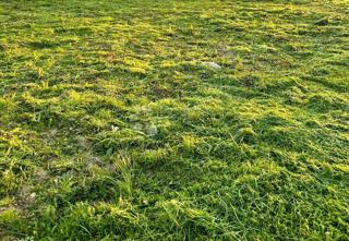Land - Sale - MEĐIMURSKA - PODTUREN - NOVAKOVEC