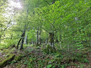 Zemljište - Prodaja - PRIMORSKO-GORANSKA - DELNICE - DELNICE