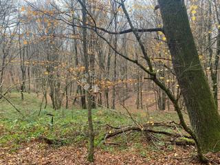 Zemljište - Prodaja - SISAČKO-MOSLAVAČKA - GVOZD - BLATUŠA