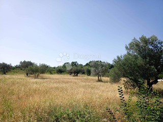 Land - Sale - ISTARSKA - VODNJAN - GAJANA
