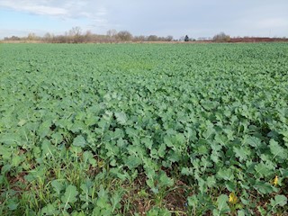 Land - Sale - VARAŽDINSKA - VARAŽDIN - VARAŽDIN