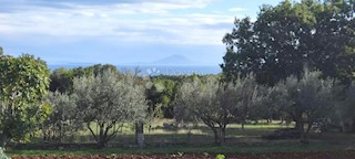 Land - Sale - ISTARSKA - MARČANA - PERUŠKI