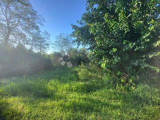 Land - Sale - ISTARSKA - SVETI LOVREČ - SVETI LOVREČ PAZENATIČKI
