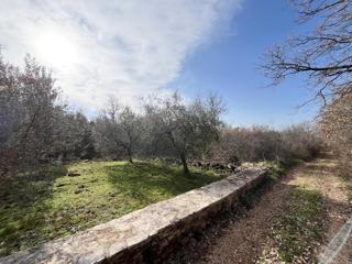 Land - Sale - ISTARSKA - UMAG - UMAG