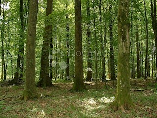Zemljište - Prodaja - ISTARSKA - POREČ - ŽBANDAJ