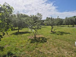 Land - Sale - ISTARSKA - BARBAN - BARBAN