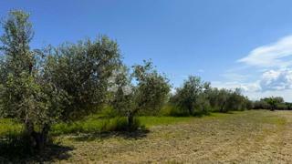 Land - Sale - ISTARSKA - UMAG - UMAG