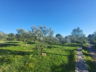 Land - Sale - ISTARSKA - SVETI LOVREČ - SVETI LOVREČ PAZENATIČKI