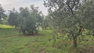 Zemljište - Prodaja - ISTARSKA - LIŽNJAN - ŠIŠAN