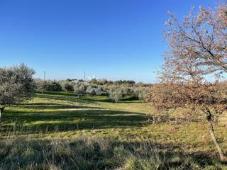 Land - Sale - ISTARSKA - BUJE - BUJE