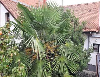 House - Sale - GRAD ZAGREB - ZAGREB - GORNJA DUBRAVA