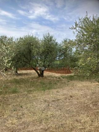 Land - Sale - ISTARSKA - KAŠTELIR - LABINCI - KAŠTELIR