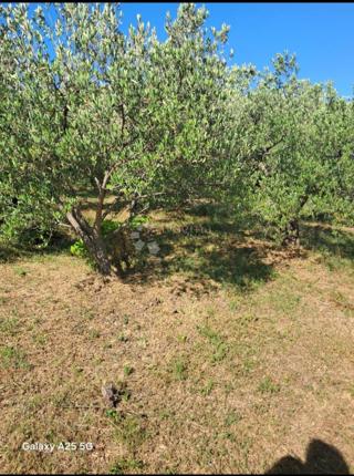 Land - Sale - ŠIBENSKO-KNINSKA - TRIBUNJ - TRIBUNJ