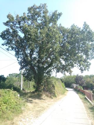 Zemljište - Prodaja - ISTARSKA - SVETA NEDELJA - NEDEŠĆINA