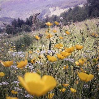 Land - Sale - LIČKO-SENJSKA - GOSPIĆ - GOSPIĆ