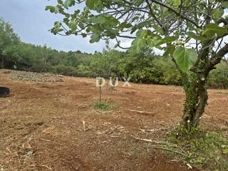 Land - Sale - ISTARSKA - BARBAN - BARBAN