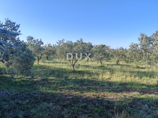 Land - Sale - ZADARSKA - ZADAR - ZADAR