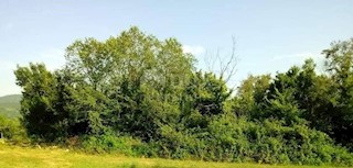 Land - Sale - ISTARSKA - BUZET - BUZET