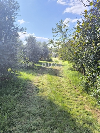 Land - Sale - ISTARSKA - PULA - PULA