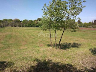 Land - Sale - ISTARSKA - ROVINJ - ROVINJ