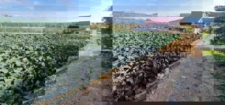 Land - Sale - SPLITSKO-DALMATINSKA - TROGIR - DIVULJE