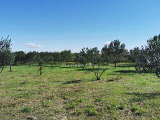 Land - Sale - ZADARSKA - PAŠMAN - DOBROPOLJANA
