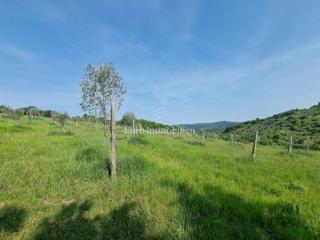 Land - Sale - ISTARSKA - BUJE - BUJE