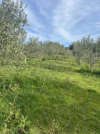 Land - Sale - PRIMORSKO-GORANSKA - MALI LOŠINJ - PUNTA KRIŽA