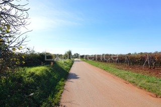 Zemljište - Prodaja - ISTARSKA - VIŠNJAN - BAČVA