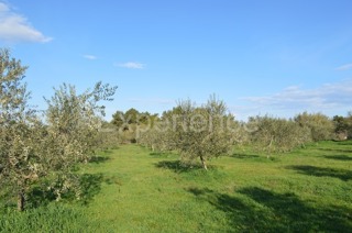 Land - Sale - ISTARSKA - TAR-VABRIGA - TAR