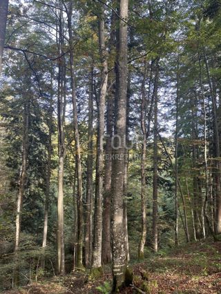 Land - Sale - PRIMORSKO-GORANSKA - RAVNA GORA - STARI LAZ