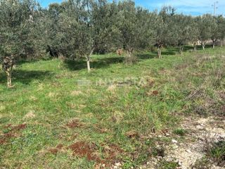 Land - Sale - ISTARSKA - LIŽNJAN - VALTURA