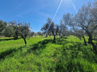 Land - Sale - ISTARSKA - VODNJAN - PEROJ